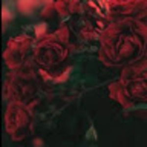 Meet your Posher, Madeline